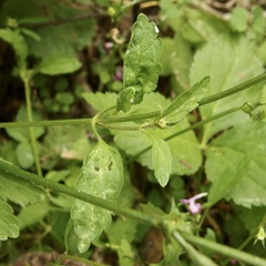 Stachys tenerrima