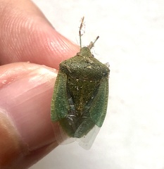 Nezara viridula