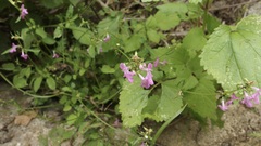 Stachys tenerrima