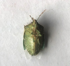 Nezara viridula