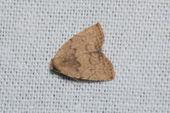 Anachrostis