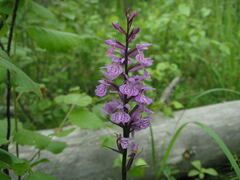 Dactylorhiza