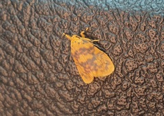 Tumicla sagenaria