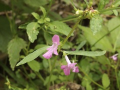 Stachys tenerrima