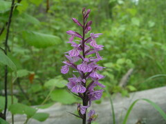 Dactylorhiza