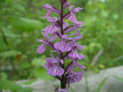 Dactylorhiza