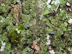 Mycena pseudocorticola
