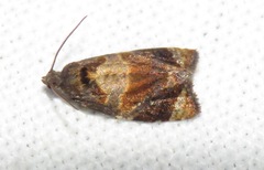 Ditula angustiorana
