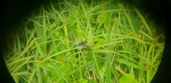 Urothemis edwardsii
