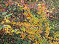 Cotoneaster zabelii