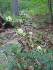 Silene stellata
