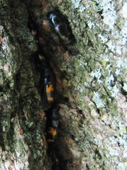 Glischrochilus fasciatus