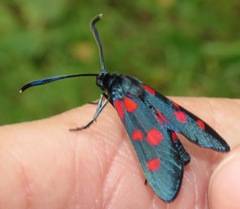 Zygaena ephialtes