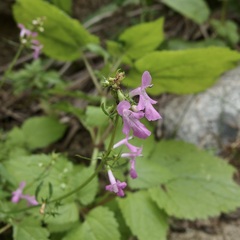 Stachys tenerrima
