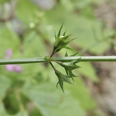 Stachys tenerrima