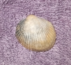 Lunarca ovalis