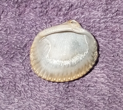 Lunarca ovalis