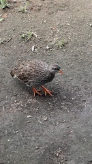 Pternistis natalensis