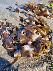 Mazzaella laminarioides