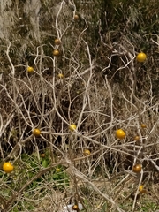 Solanum elaeagnifolium