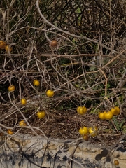 Solanum elaeagnifolium