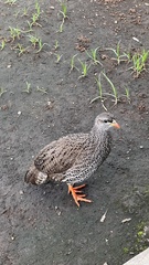 Pternistis natalensis