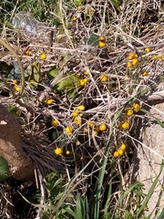 Solanum elaeagnifolium
