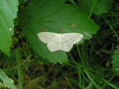 Scopula nigropunctata