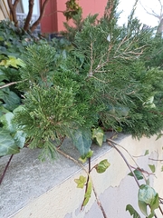 Juniperus sabina