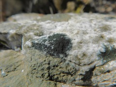 Scoliciosporum umbrinum