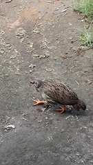 Pternistis natalensis