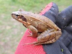 Rana longicrus