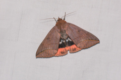 Thyas juno