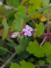 Geranium rotundifolium