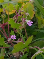 Geranium rotundifolium