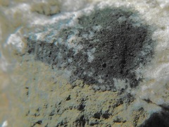 Scoliciosporum umbrinum