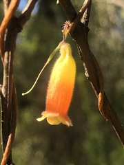 Marianthus bignoniaceus