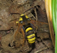 Sesia apiformis