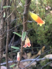 Marianthus bignoniaceus