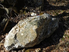 Scoliciosporum umbrinum