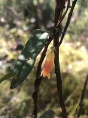 Marianthus bignoniaceus