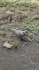 Streptopelia decipiens