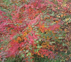 Cotoneaster obscurus