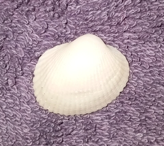 Lunarca ovalis