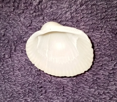 Lunarca ovalis