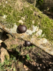 Daldinia concentrica