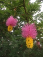 Dichrostachys