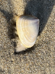Mollusca