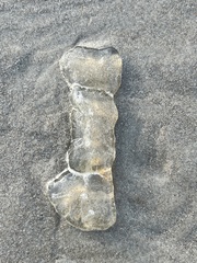 Cnidaria