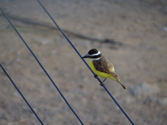 Pitangus sulphuratus